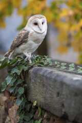 a barn owl walks on the stone wall over the ivy and in the background there are colourful autumn leaves
