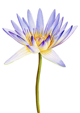 Violet Lotus flower on isolated white background, watercolor illustration, flora hand drawing, autumn flowers
