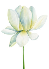 Lotus white flower on an isolated white background, flora watercolor illustration, water lily botanical painting