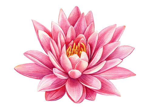 beautiful Pink lotus flower on an isolated white background, watercolor illustration, greeting card, botanical painting