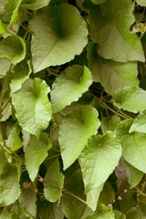 Green leaves for a nature background