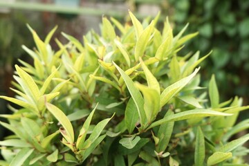 Obraz premium Close up of green leaf shoots for nature background