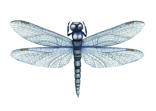 dragonfly watercolor illustration. Hand drawn picture insects isolated on white background.