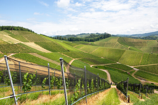 Weinberge in Baden-W&uuml;rttemberg