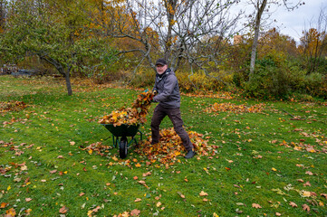 Swedish man raking leaves from green lawn