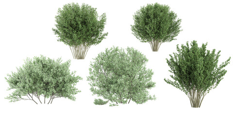 Plinia Cauliflora,Viburnum Dentatum trees with transparent background, 3D rendering, for illustration, digital composition, architecture visualization - obrazy, fototapety, plakaty