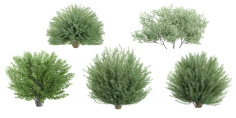 Gordijnen Jungle Mugworts,Salix purpurea,Myrtle trees shapes cutout 3d render set © Saifstock