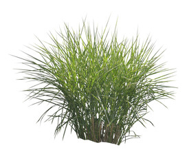 Miscanthus sinensis 'Zebrinus' PNG 