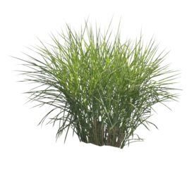 Miscanthus sinensis 'Zebrinus' PNG 