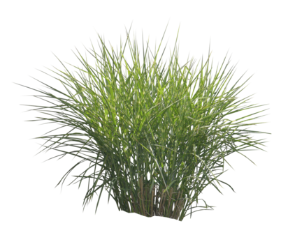 Miscanthus sinensis 'Zebrinus' PNG 