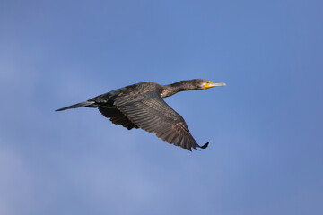 Great black cormorants in the air