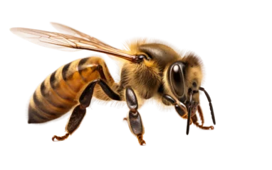 Fotobehang The Giant Honeybee Key Facts on isolated background ©  Creative_studio