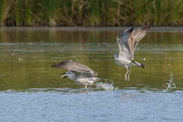 two gulls fighting for fish