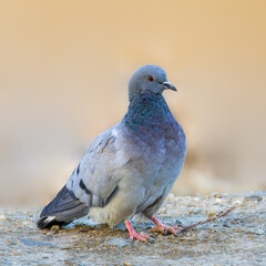 Hill Pigeon