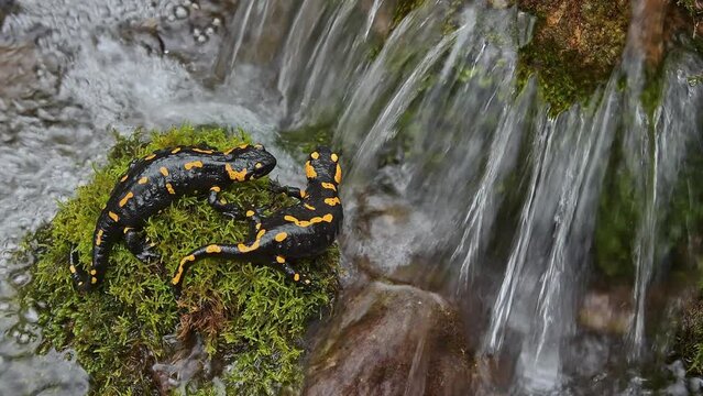 Two fire salamander on mountain brook (Salamandra salamandra)