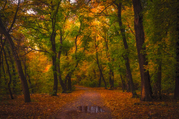 Naklejka na ściany i meble Beautiful colorful evening forest or grove in autumn in October after the rain