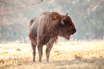 bison bull on light-flooded glade in autumn woods