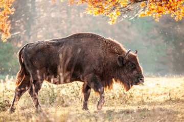 bison bull on light-flooded glade in autumn woods