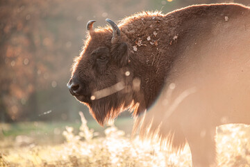 portrait of bison bull on light-flooded glade in autumn woods