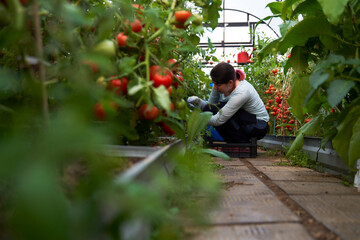 Woman harvesting tomatoes in a greenhouse. Farm for growing vegetables.