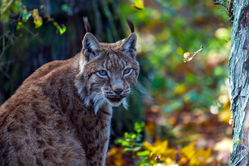 Rotluchs auf der Lauer