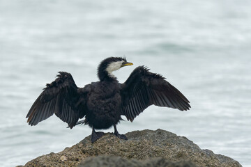 A Little Pied cormorant resting on a rock by a lake