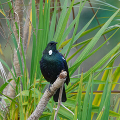 A Tui perced on a tree on a late spring evening