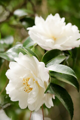 白い椿の花