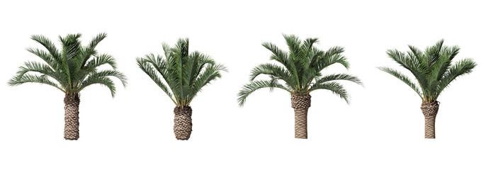 Phoenix canariensis or pineapple palm plants isolated on transparent background - obrazy, fototapety, plakaty