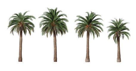 Phoenix canariensis palm plants isolated on transparent background