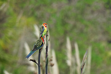 A pair of Eastern Rosellas on a rainy day