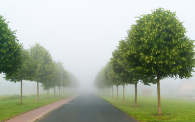 A misty morning, vanishing point highway through treelined forest.