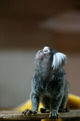 Close-up of marmoset monkey sitting on wood