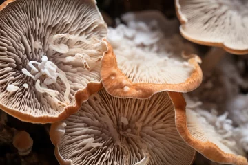 Fotobehang Texture of Fungus mycelium in natural colors. Mushrooms background © dashtik
