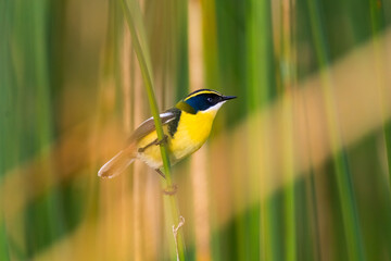 Many coloured rush tyrant , La Pampa Province, Patagonia, Argentina.