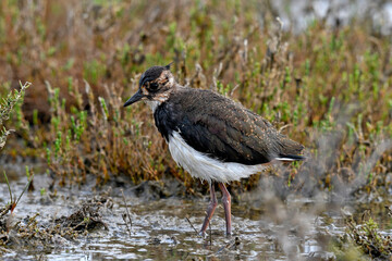 Kiebitz Küken // Chick of the Northern lapwing (Vanellus vanellus) 