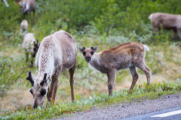 Naklejka na ściany i meble Cute reindeers grazing in Lapland, Finland beside a road