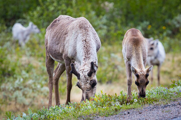 Cute reindeers grazing in Lapland, Finland beside a road