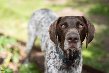 close up of a german shorthaired pointer pedigree purebred looking at the camera. gsp puppy dog