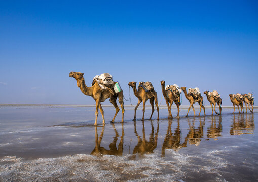 Afar tribe man camel caravans carrying salt blocks in the danakil depression, Afar region, Dallol, Ethiopia