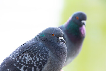 Rock Pigeon (Columba livia) Spotted in Dublin, Ireland.Rock Pigeon (Columba livia) Spotted Outdoors..