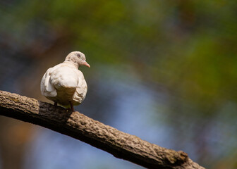 Rock Pigeon (Columba livia) Spotted in Dublin, Ireland.Rock Pigeon (Columba livia) Spotted Outdoors..