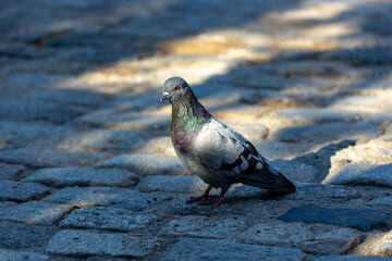 Rock Pigeon (Columba livia) Spotted in Dublin, Ireland.Rock Pigeon (Columba livia) Spotted...
