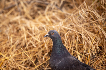 Rock Pigeon (Columba livia) Spotted in Dublin, Ireland.Rock Pigeon (Columba livia) Spotted Outdoors..
