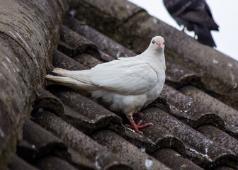 Rock Pigeon (Columba livia) Spotted in Dublin, Ireland.Rock Pigeon (Columba livia) Spotted Outdoors..