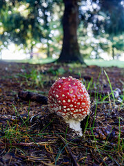 Poisonous mushroom of red color, under a mountain forest