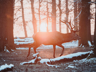 epic shot of deer with great antlers in winter woods with snow and backlight during golden hour