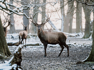 epic shot of deer with great antlers in winter woods with snow and backlight during golden hour