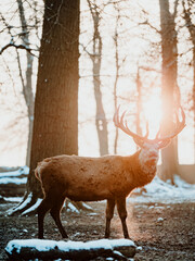 epic shot of deer with great antlers in winter woods with snow and backlight during golden hour