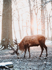 epic shot of deer with great antlers in winter woods with snow and backlight during golden hour